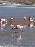 BOLIVIA 2 - Ruta de Las Joyas - Laguna Hedionda - Flamencos - 08